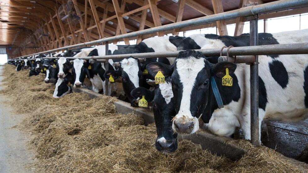 Коровник на севере Израиля. Расходы растут, прибыль падает 