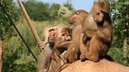 קופים בגן החיות בקלן