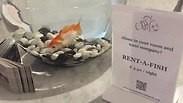 מלון בלגיה בריסל דג אקווריום להשכרה לבד בחדר