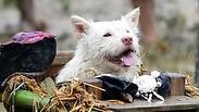 תמונות השבוע פסטיבל מסורתי יום נשיאת כלב של המיעוט האתני מיאו ב מחוז גוויג'ואו סין