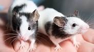 חיידק שמועבר בשתן של עכברים