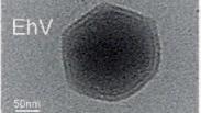 מתוך המחקר. הווירוס (EhV) במיקרוסקופ אלקטרונים קריוגני