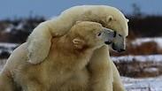 דובי הקוטב