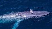 הלוויתן הכחול