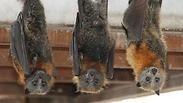 עטלפי פירות אפורי ראש מאוסטרליה לגן גורו