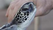צבים ים השבה לטבע שיטור ימי