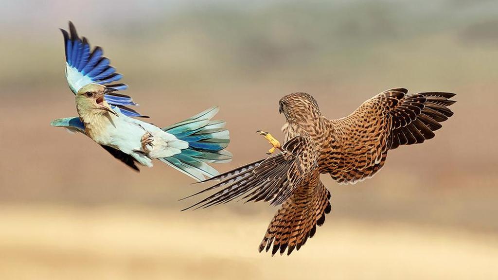 A roller and a hawk 