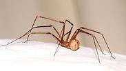 ארטמה נפילית מין חדש למדע של עכביש