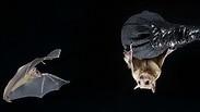 החוקרים בדקו את התנהגות העטלפים    