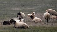 הכבשים של בלז'ה