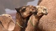 גמלים בתחרות בסעודיה