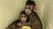 שני הקופים ששובטו בסין