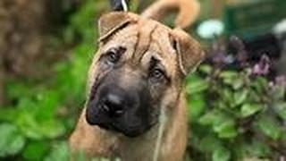 שושנה מחכה לבית