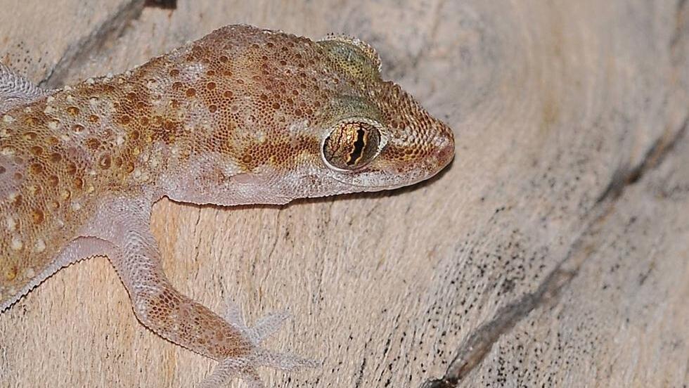 Once the explosions began, the geckos' metabolic rate doubled when compared to their resting state