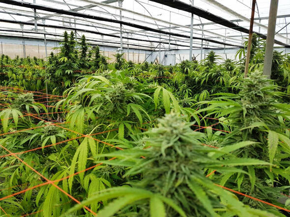 A cannabis farm in Israel 