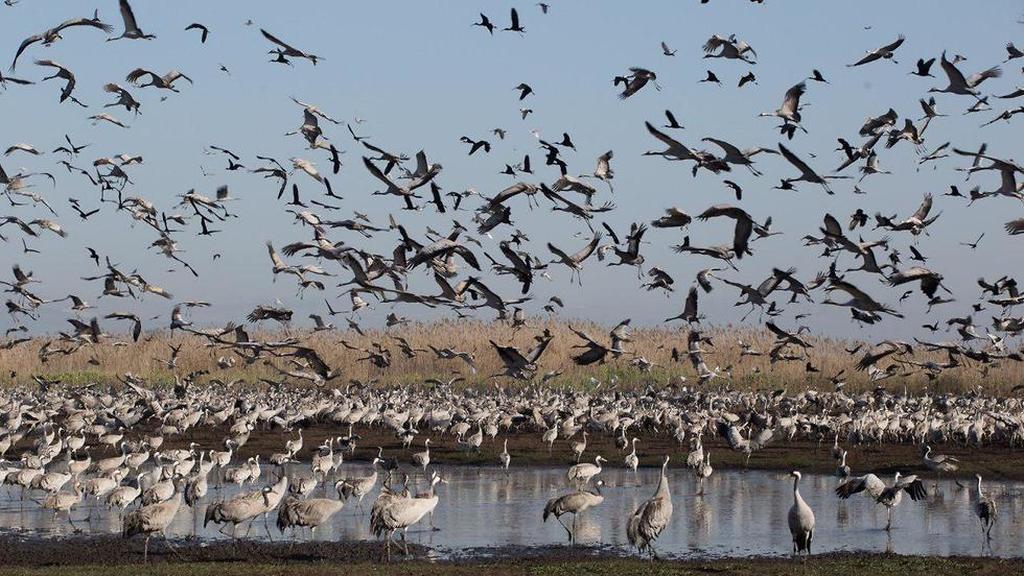 A huge flock of cranes in Israel's Hahula nature reserve 