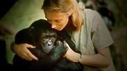 ג'יין גודאל ושימפנזה