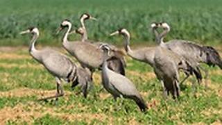 עגורים באגמון החולה