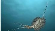מפלצת ימית שחיה לפני 500 מיליון שנה