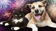כלב וחתול על רקע זיקוקים