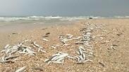 דגים מתים בחוף פלמחים כתוצאה מזיהום