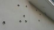 ירי יריות על עיריית רהט ב דרום קליעים כדורים נזק