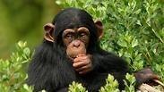 שימפנזים