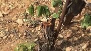 טרור חקלאי עצים של פלסטינים ב נבי יונס אזור חברון 