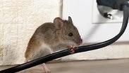 עכברים. עלולים להדביק אנשים במחלה