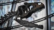 שלד דינוזאור מוצא למכירה בצרפת