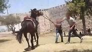 התעללות בסוסים במזרח ירושלים