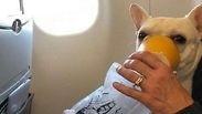כלבה שהתקשתה לנשום בטיסה