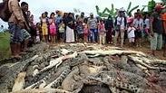 אינדונזיה רצחו 300 קרוקודילים כעונש על הרג אדם בידי קרוקודיל