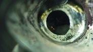 צילום תקריב של עין דג הזברה. מערכת ראייה מתוחכמת ומדויקת