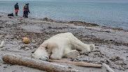 דוב קוטב נורה למוות ניסה לתקוף ספינת תיירים נורבגיה גרמניה