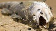 פלורידה גאות אדומה מוות חיות ים אצה אצות