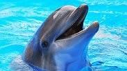 אילוס אילוסטרציה דולפין דולפינים