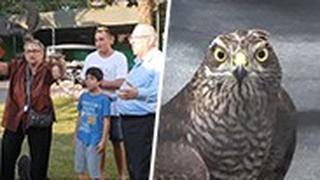הנץ הפצוע ומשפחת הנשיא משיבה את העוף הדורס בחזרה לטבע