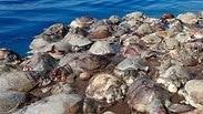 צבי ים מתו נלכדו רשת דיג לא חוקי 