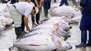 שוק הדגים בטוקיו