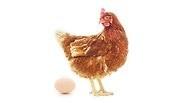 ביצה תרנגולת