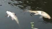 דגים מתים בפארק הירקון