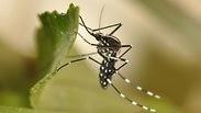 יתוש טיגריס אסיאתי