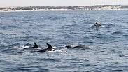 דולפינים בשמורת הטבע