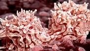 חלוקת תאי גזע בלשד העצם. אספקה טרייה של מיליארדי תאים מדי יום