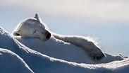 דוב קוטב מנמנמם בשלג