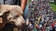 שיירה מהגרים מ מרכז אמריקה ל ארה"ב כלב בולילו