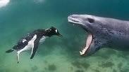 כלב ים נמרי צד פינגווין