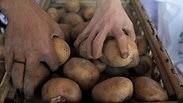 מצרים מחסור ב תפוחי אדמה