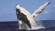 לוויתן גדול סנפיר מזנק